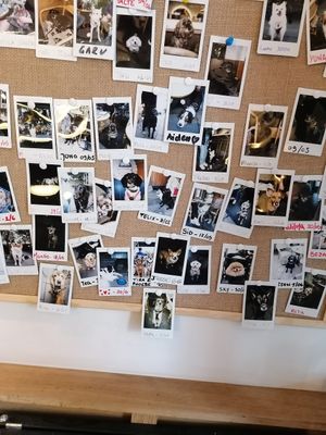  at Bistro Verde in Copenhagen