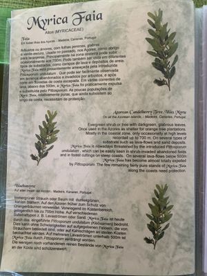 Menu  at Restaurante Faïa in Lajes Do Pico