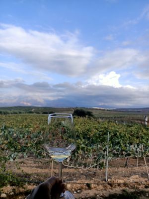  at Lyrarakis Winery in Crete