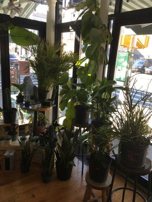 Plants for sale at Clementine Bakery in Brooklyn