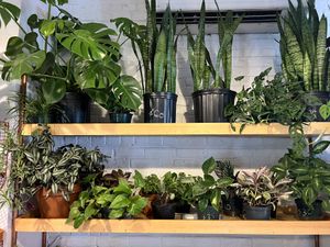 Plants for sale  at Clementine Bakery in Brooklyn