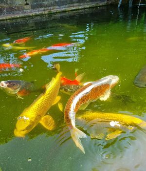  at Monkey Haven in Newport