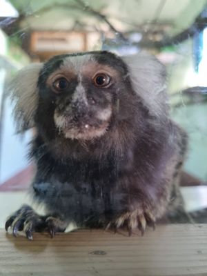  at Monkey Haven in Newport