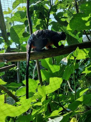  at Monkey Haven in Newport