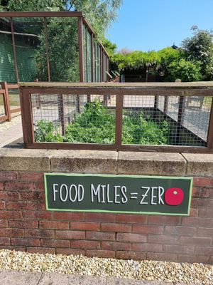 They grow some of the food for the animals themselves! at Monkey Haven in Newport