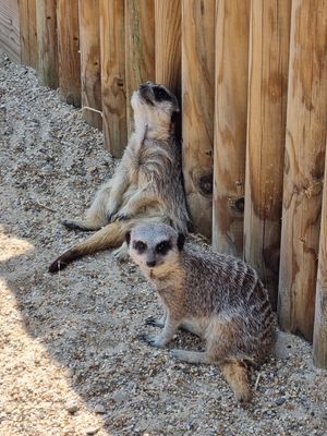 Adorable at Monkey Haven in Newport