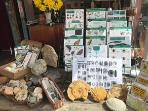 Local fossils and nature guides for sale at The Pack Horse Cafe in Bridport