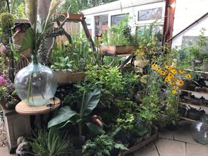 Plants for sale at The Pack Horse Cafe in Bridport