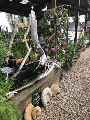 Our pond and nursery  at The Pack Horse Cafe in Bridport