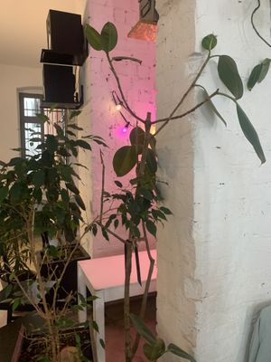 interiors at Funk You Natural Food in Berlin