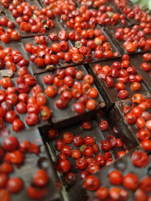Dark Chocolate with Pink Pepper  at DONAMALINA San Jacopino in Florence