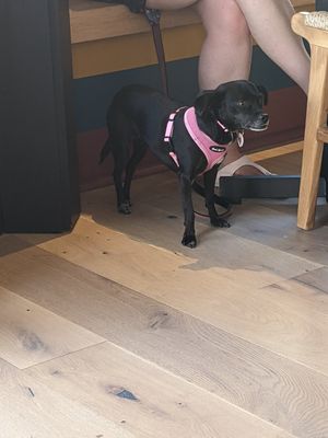 Dog friendly at Rad Radish in San Francisco