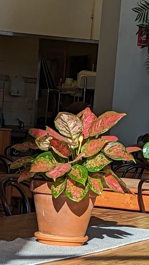  at Momo Wholefood in Newcastle