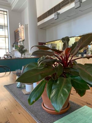 Table at Momo Wholefood in Newcastle