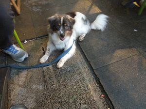 What a good boy at The Tomato Head - downtown in Knoxville