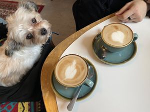 Cappuccinos with organic vegan drink at MEO's Raum für Genuss & Kreatives in Isny Im Allgaeu