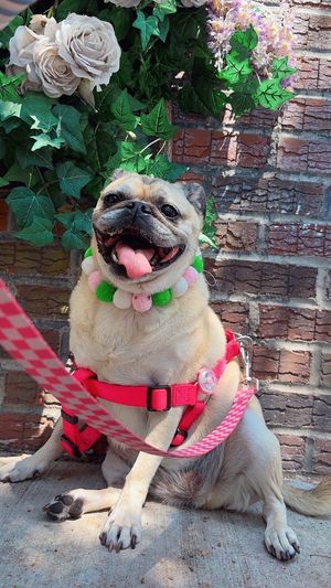   at Garden Carver in Brooklyn