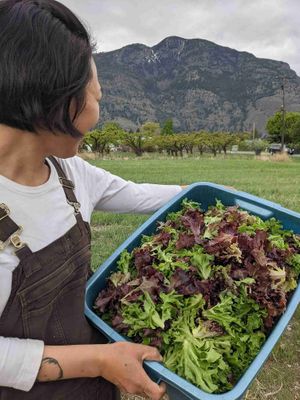  at Klippers Marketplace and Cafe in Cawston