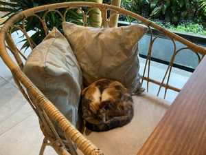 Sweet kitty at Gratitud in San Isidro De El General