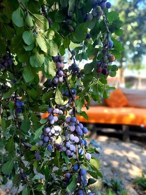 Organic grapes in the garden at Lotus Mellow in Valea Lunga