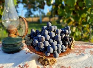 From the garden at Lotus Mellow in Valea Lunga