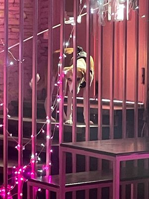  at SHPANA in Tbilisi