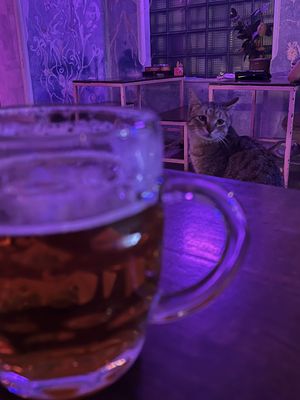 Feline friends  at SHPANA in Tbilisi