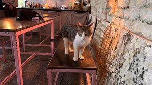 More cats  at SHPANA in Tbilisi