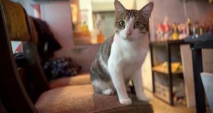 🐈   at SHPANA in Tbilisi
