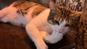 More cats  at SHPANA in Tbilisi