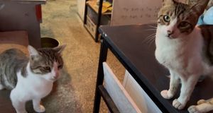 Cat friends   at SHPANA in Tbilisi