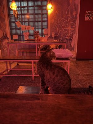 Vous n’êtes jamais seul: 3 chats vous tiennent compagnie   at SHPANA in Tbilisi