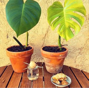 The apartment “gite” is vegan, all the shampoos, conditioners, showergels, etc are vegan and as much as possible wasted free.  One of the owners is Vegan. 🌱 at Gîte Le Vélo Rouge in Sarlat-la-caneda