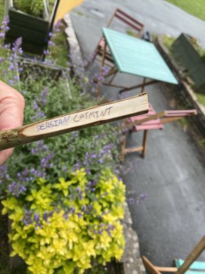   at Sprout in Weston-super-mare