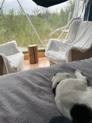 Tent mate   at Vegan House in Nagodzice