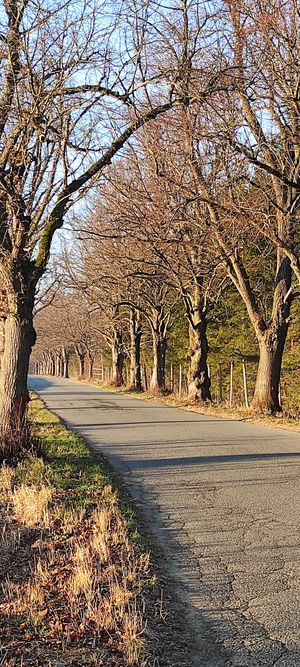  at Vegan House in Nagodzice