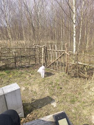  at Vegan House in Nagodzice