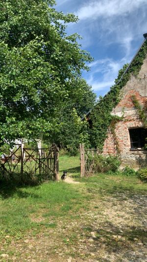The main house with dog Mariam  at Vegan House in Nagodzice