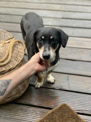 The breakfast service  at Vegan House in Nagodzice