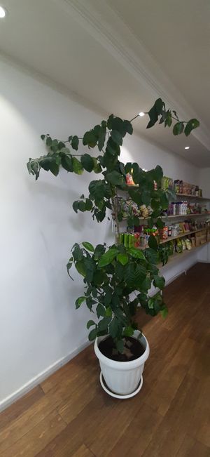  at Vegan House in Ulaanbaatar