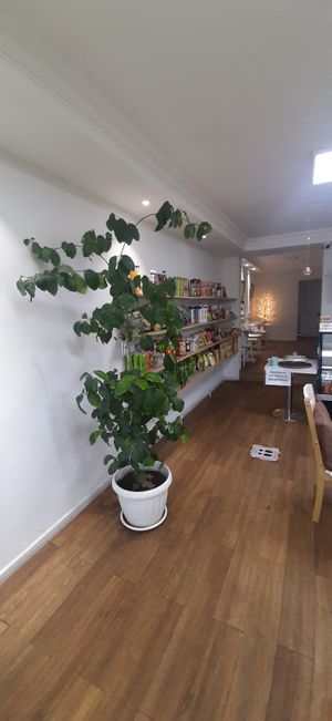  at Vegan House in Ulaanbaatar