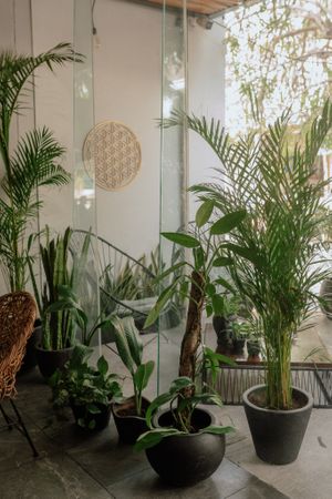 Plants at Tierra Verde in Playa Del Carmen