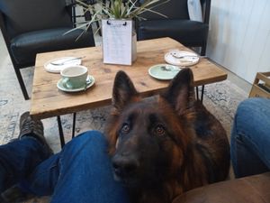 Mabel our GSD at Fire & Flow Coffee Roasters in Cirencester