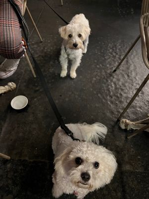 Dog friendly  at Bloom Sushi in Paris