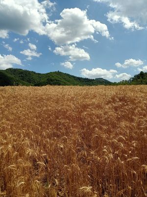  at Graniburger in Milan