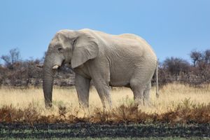  at Ohanya Tour and Safari in Windhoek