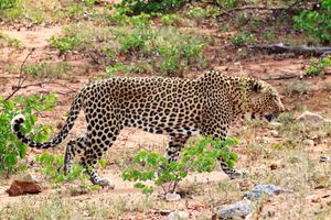  at Ohanya Tour and Safari in Windhoek