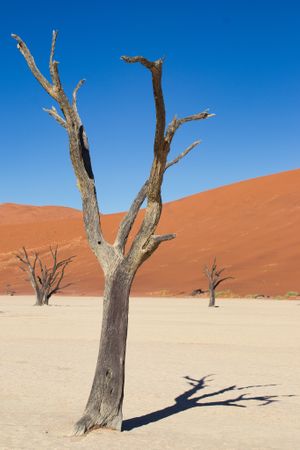  at Ohanya Tour and Safari in Windhoek