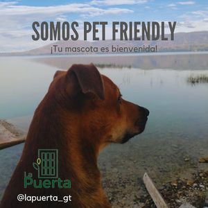 we are pet friendly at La Puerta Café Vivero in El Remate