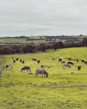   at The Donkey Sanctuary in Mallow